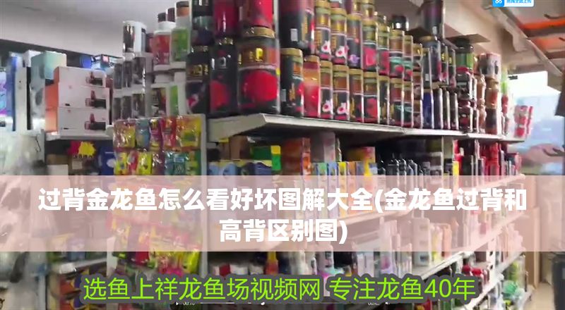 過背金龍魚怎么看好壞圖解大全(金龍魚過背和高背區別圖)