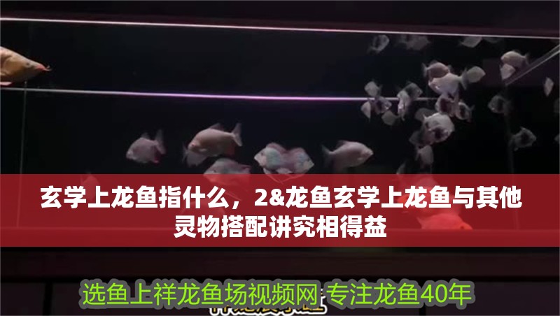 玄學上龍魚指什么，2&龍魚玄學上龍魚與其他靈物搭配講究相得益