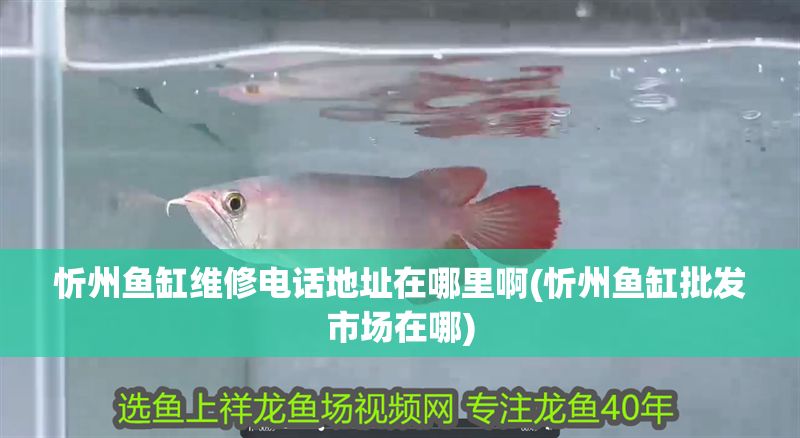 忻州魚缸維修電話地址在哪里啊(忻州魚缸批發(fā)市場在哪)