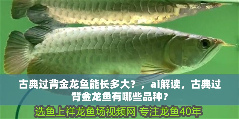 古典過背金龍魚能長多大？，ai解讀，古典過背金龍魚有哪些品種？