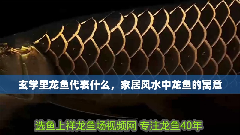 玄學里龍魚代表什么，家居風水中龍魚的寓意