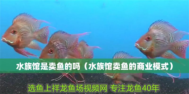 水族館是賣魚的嗎（水族館賣魚的商業(yè)模式）