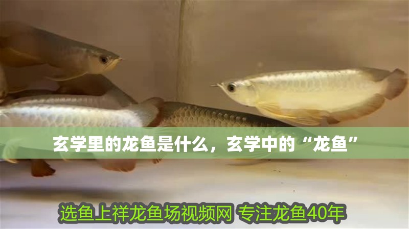 玄學里的龍魚是什么，玄學中的“龍魚”