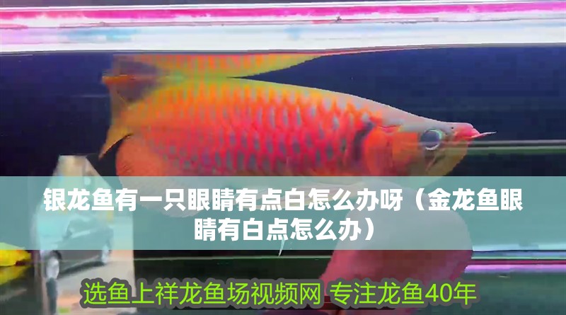 銀龍魚有一只眼睛有點白怎么辦呀（金龍魚眼睛有白點怎么辦）