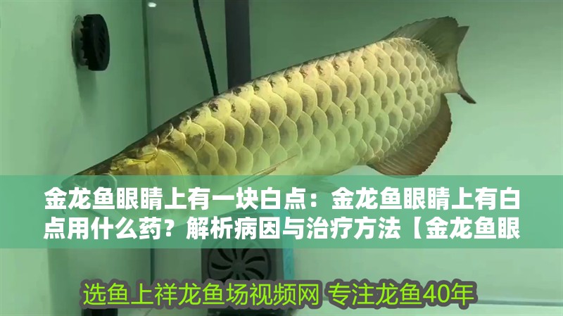 金龍魚眼睛上有一塊白點：金龍魚眼睛上有白點用什么藥？解析病因與治療方法【金龍魚眼睛上出現(xiàn)白點用什么藥，金龍魚眼睛上有白點用什么藥】
