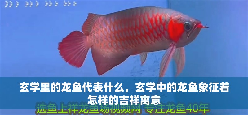 玄學(xué)里的龍魚代表什么，玄學(xué)中的龍魚象征著怎樣的吉祥寓意