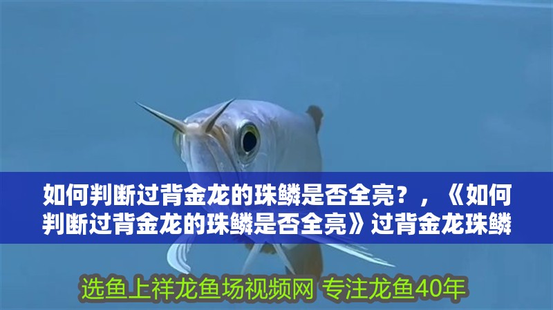 如何判斷過背金龍的珠鱗是否全亮？，《如何判斷過背金龍的珠鱗是否全亮》過背金龍珠鱗是否全亮