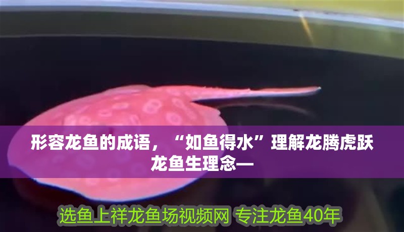 形容龍魚的成語，“如魚得水”理解龍騰虎躍龍魚生理念—