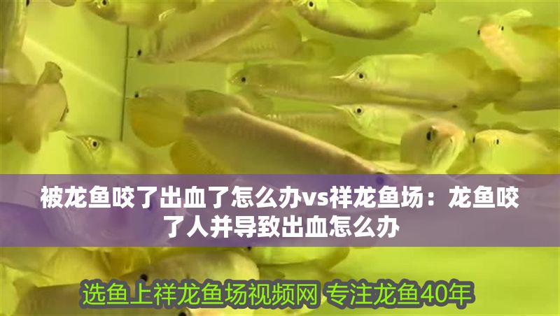 被龍魚咬了出血了怎么辦vs祥龍魚場：龍魚咬了人并導(dǎo)致出血怎么辦