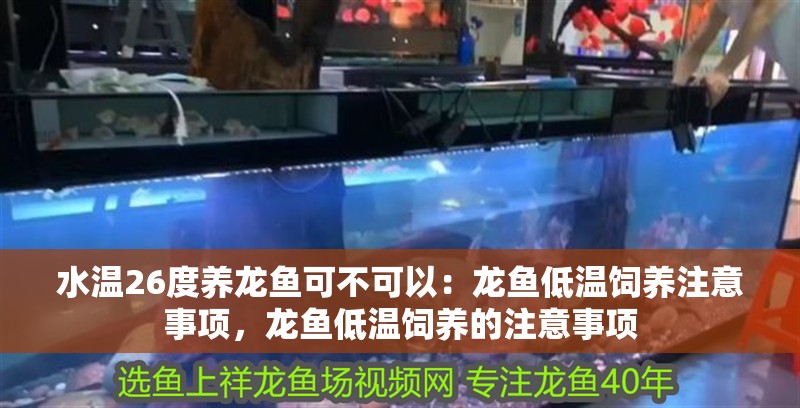 水溫26度養龍魚可不可以：龍魚低溫飼養注意事項，龍魚低溫飼養的注意事項