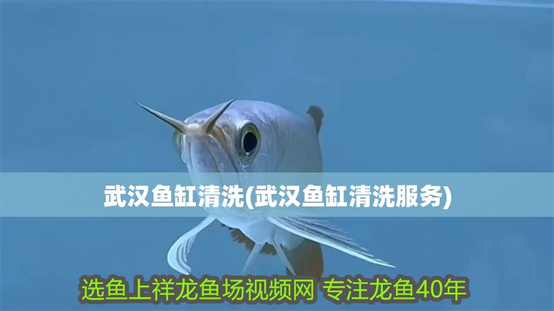 武漢魚缸清洗(武漢魚缸清洗服務(wù)) 元寶鳳凰魚百科 第1張 武漢魚缸清洗(武漢魚缸清洗服務(wù)) 武漢魚缸清洗(武漢魚缸清洗服務(wù)) 元寶鳳凰魚百科 第1張
