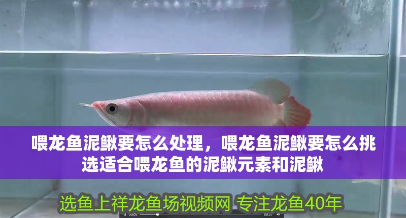 喂龍魚泥鰍要怎么處理，喂龍魚泥鰍要怎么挑選適合喂龍魚的泥鰍元素和泥鰍