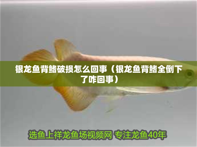 銀龍魚背鰭破損怎么回事（銀龍魚背鰭全倒下了咋回事）