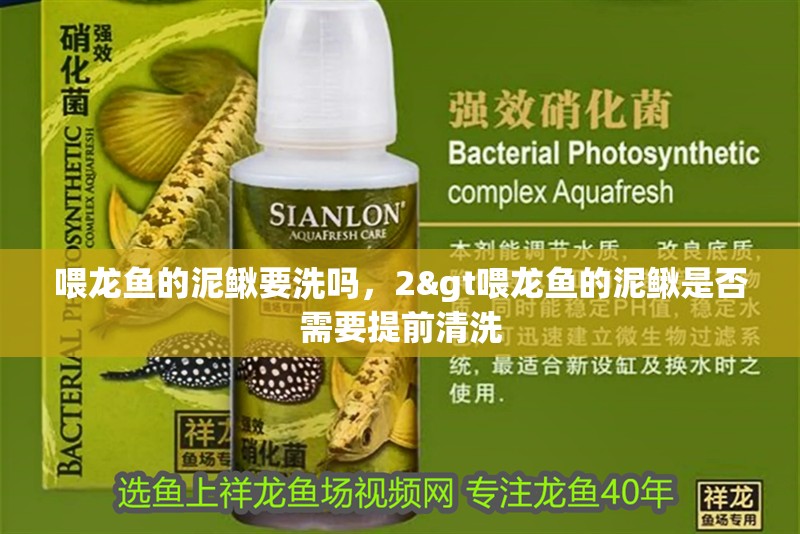 喂龍魚的泥鰍要洗嗎，2&gt喂龍魚的泥鰍是否需要提前清洗