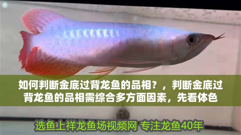 如何判斷金底過背龍魚的品相？，判斷金底過背龍魚的品相需綜合多方面因素，先看體色