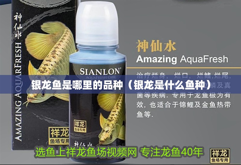 銀龍魚是哪里的品種（銀龍是什么魚種）