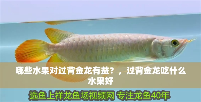 哪些水果對過背金龍有益？，過背金龍吃什么水果好