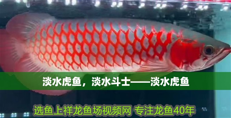 淡水虎魚，淡水斗士——淡水虎魚