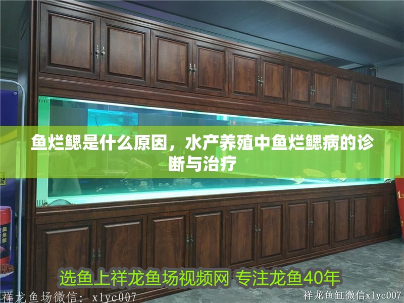 魚爛鰓是什么原因，水產養殖中魚爛鰓病的診斷與治療