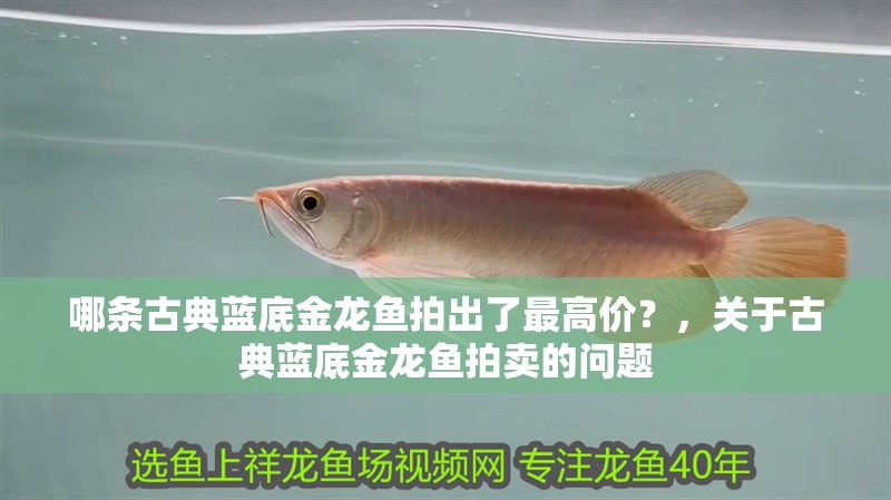 哪條古典藍底金龍魚拍出了最高價？，關于古典藍底金龍魚拍賣的問題