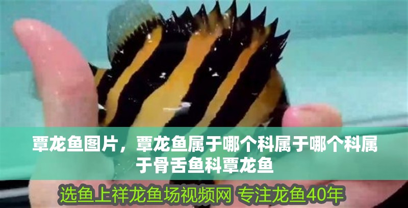 覃龍魚圖片，覃龍魚屬于哪個科屬于哪個科屬于骨舌魚科覃龍魚