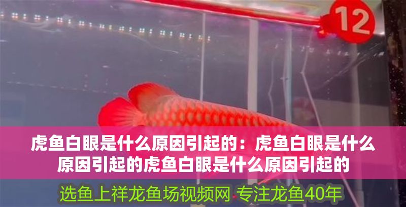 虎魚白眼是什么原因引起的：虎魚白眼是什么原因引起的虎魚白眼是什么原因引起的