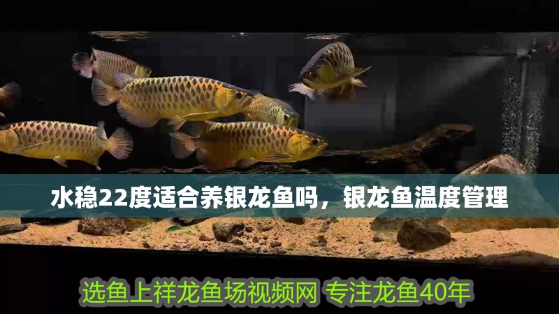 水穩22度適合養銀龍魚嗎，銀龍魚溫度管理