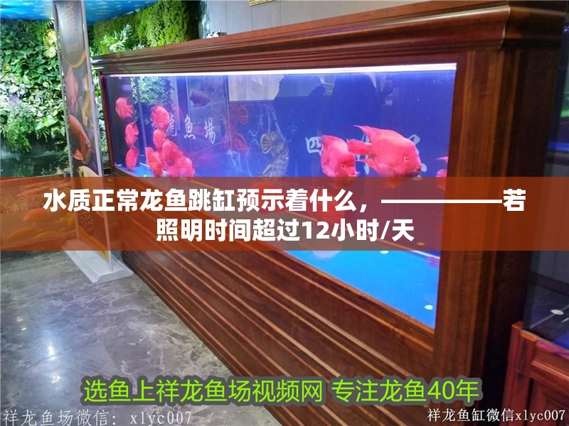 水質正常龍魚跳缸預示著什么，—————若照明時間超過12小時/天