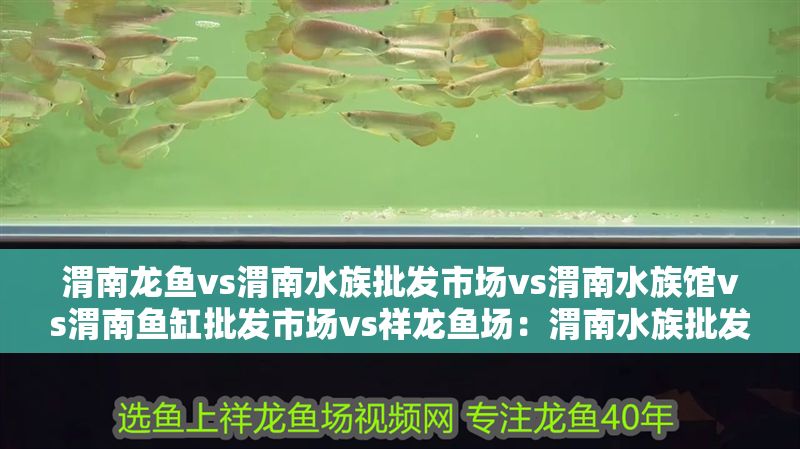 渭南龍魚vs渭南水族批發市場vs渭南水族館vs渭南魚缸批發市場vs祥龍魚場：渭南水族批發市場、渭南魚缸批發市場主要集中在以下幾個地方