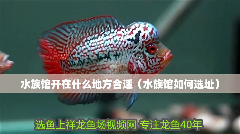 水族館開在什么地方合適（水族館如何選址） 水族館開在什么地方合適（水族館如何選址） 水族館百科（水族館加盟） 第1張