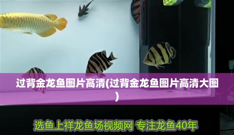 過背金龍魚圖片高清(過背金龍魚圖片高清大圖) 過背金龍魚圖片高清(過背金龍魚圖片高清大圖) 金龍魚百科 第1張