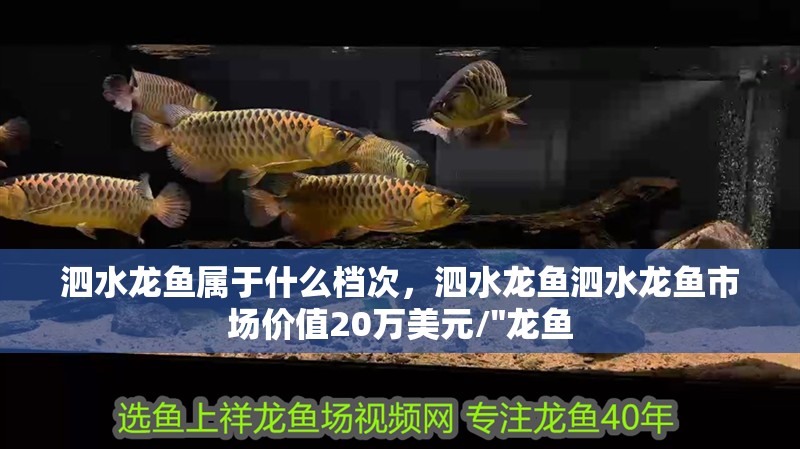 泗水龍魚屬于什么檔次，泗水龍魚泗水龍魚市場價值20萬美元/