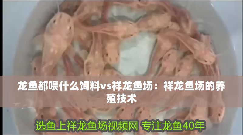 龍魚都喂什么飼料vs祥龍魚場：祥龍魚場的養殖技術