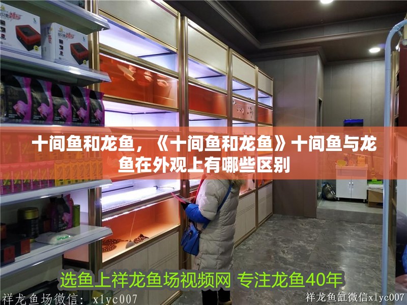 十間魚和龍魚，《十間魚和龍魚》十間魚與龍魚在外觀上有哪些區(qū)別
