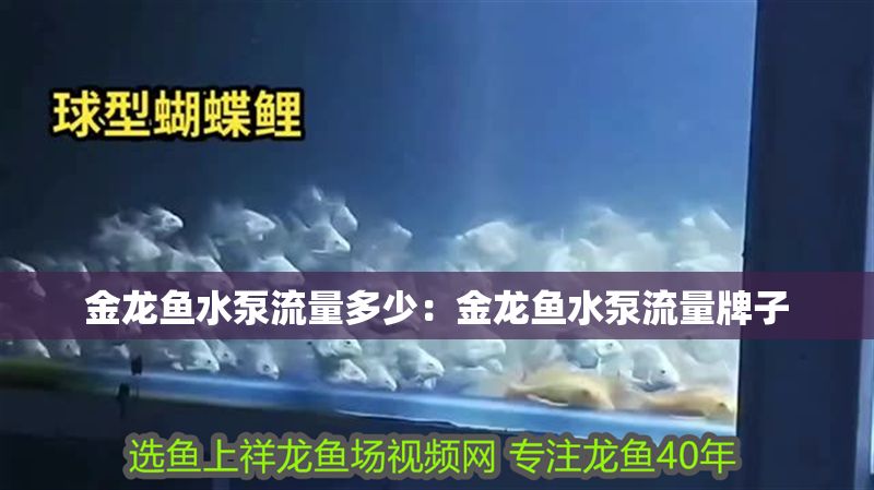 金龍魚水泵流量多少：金龍魚水泵流量牌子