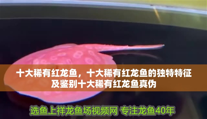 十大稀有紅龍魚，十大稀有紅龍魚的獨特特征及鑒別十大稀有紅龍魚真偽