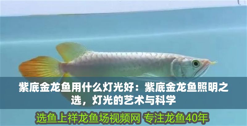 紫底金龍魚用什么燈光好：紫底金龍魚照明之選，燈光的藝術與科學