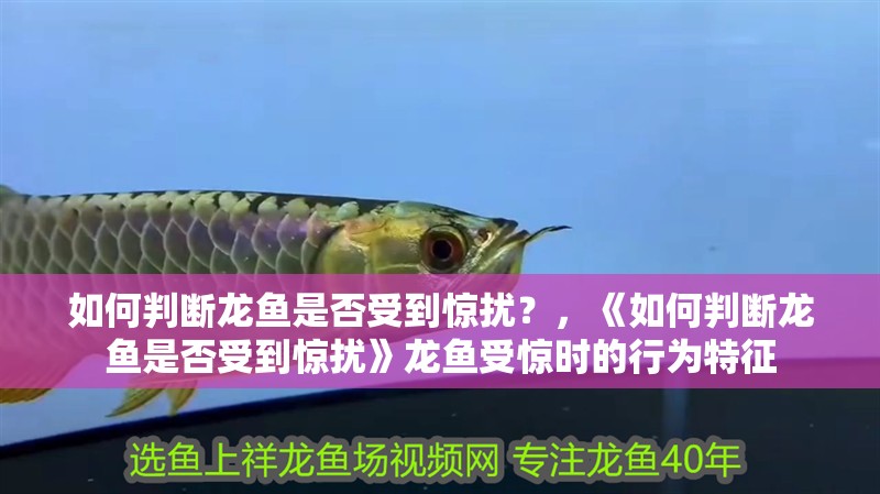 如何判斷龍魚是否受到驚擾？，《如何判斷龍魚是否受到驚擾》龍魚受驚時(shí)的行為特征
