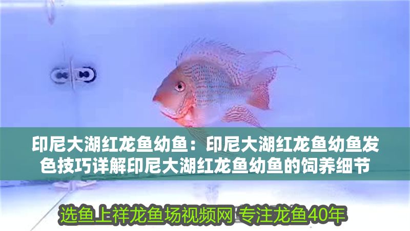 印尼大湖紅龍魚幼魚：印尼大湖紅龍魚幼魚發色技巧詳解印尼大湖紅龍魚幼魚的飼養細節