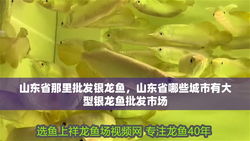 山東省那里批發銀龍魚，山東省哪些城市有大型銀龍魚批發市場