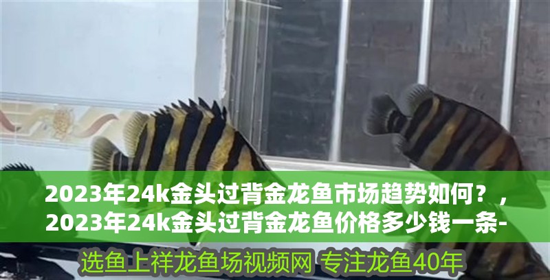 2023年24k金頭過背金龍魚市場趨勢如何？，2023年24k金頭過背金龍魚價格多少錢一條-