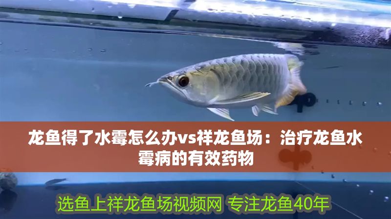龍魚得了水霉怎么辦vs祥龍魚場：治療龍魚水霉病的有效藥物