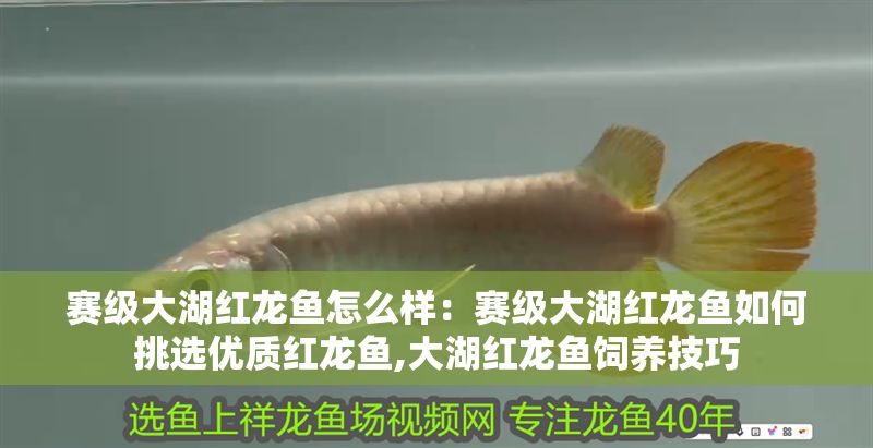 賽級大湖紅龍魚怎么樣：賽級大湖紅龍魚如何挑選優質紅龍魚,大湖紅龍魚飼養技巧