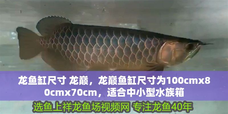 龍魚缸尺寸 龍巔，龍巔魚缸尺寸為100cmx80cmx70cm，適合中小型水族箱