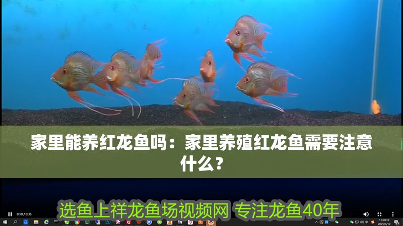 家里能養(yǎng)紅龍魚(yú)嗎：家里養(yǎng)殖紅龍魚(yú)需要注意什么？