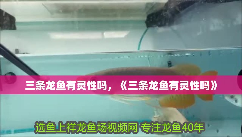 三條龍魚有靈性嗎，《三條龍魚有靈性嗎》