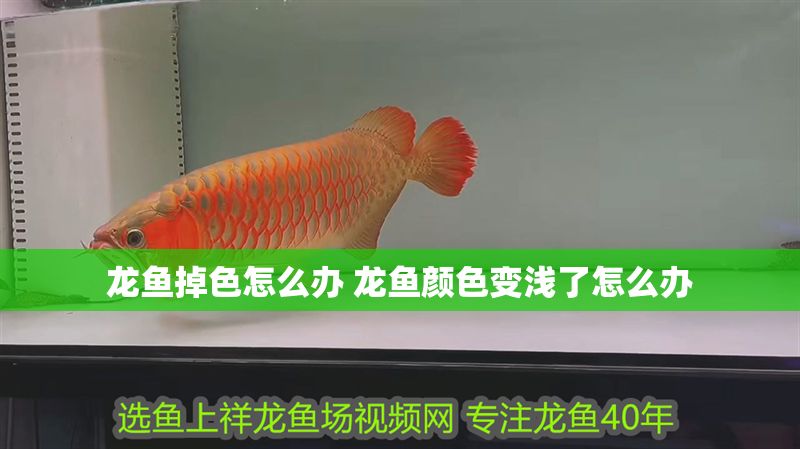 龍魚掉色怎么辦 龍魚顏色變淺了怎么辦