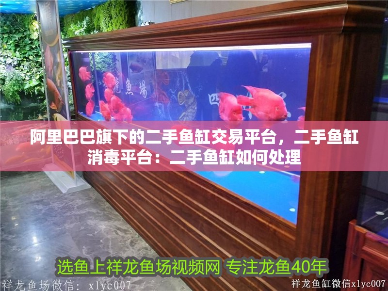 阿里巴巴旗下的二手魚(yú)缸交易平臺(tái)，二手魚(yú)缸消毒平臺(tái)：二手魚(yú)缸如何處理