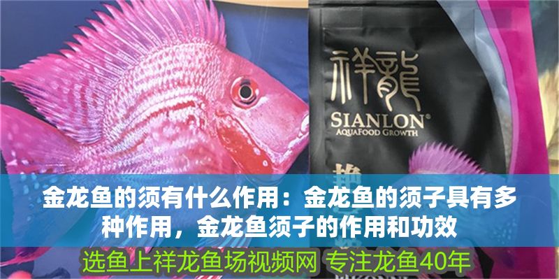 金龍魚的須有什么作用：金龍魚的須子具有多種作用，金龍魚須子的作用和功效 金龍魚的須有什么作用：金龍魚的須子具有多種作用，金龍魚須子的作用和功效 金龍魚百科 第1張