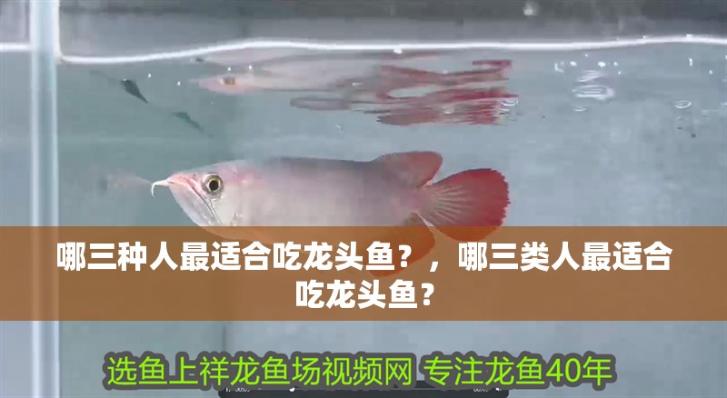 哪三種人最適合吃龍頭魚？，哪三類人最適合吃龍頭魚？